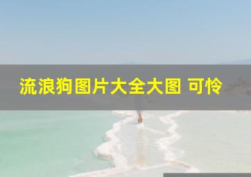 流浪狗图片大全大图 可怜